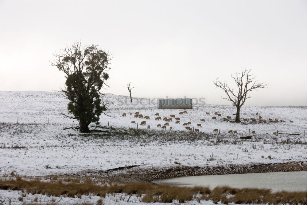 Similar – Windig heute Umwelt Natur