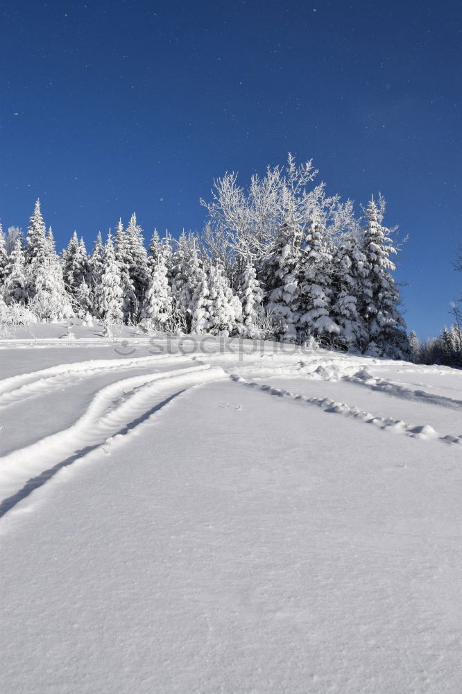 winter wonderland Nature