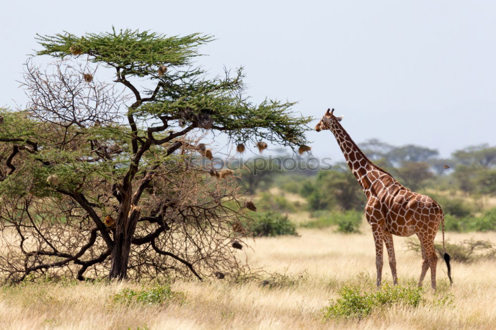 Similar – giraffe Safari Wild animal