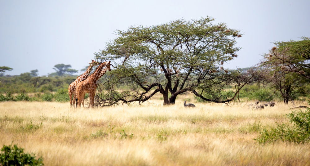 Image, Stock Photo Oryx in the shade!!!