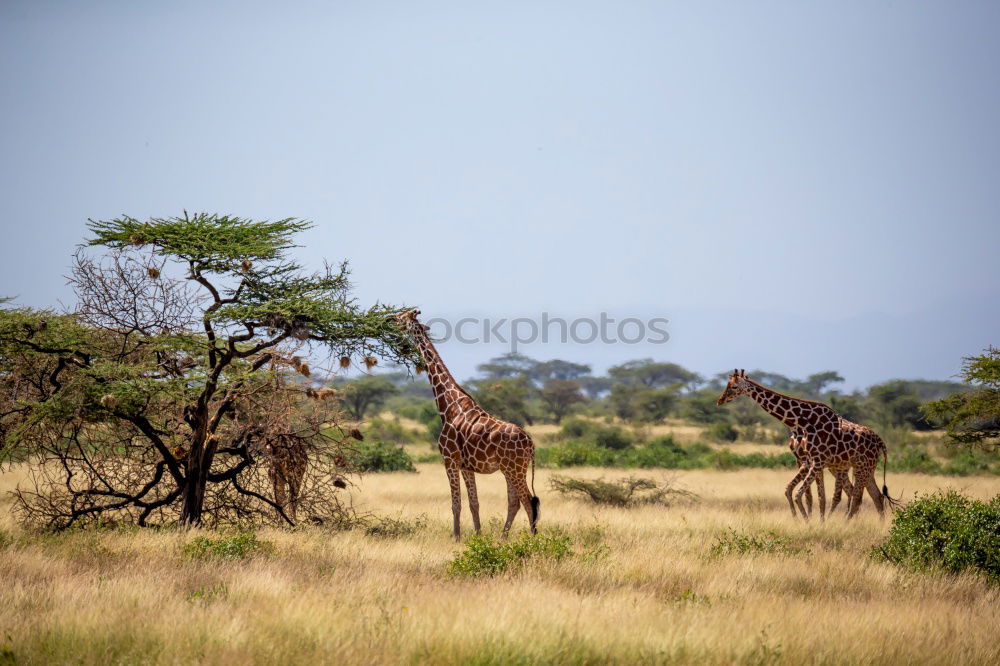 Similar – Image, Stock Photo Two elephants in the savannah of Samburu Park in central Kenya