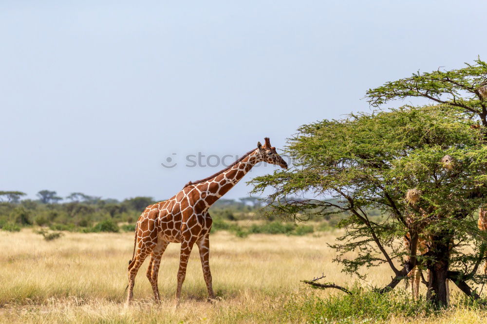 Similar – giraffe Safari Wild animal