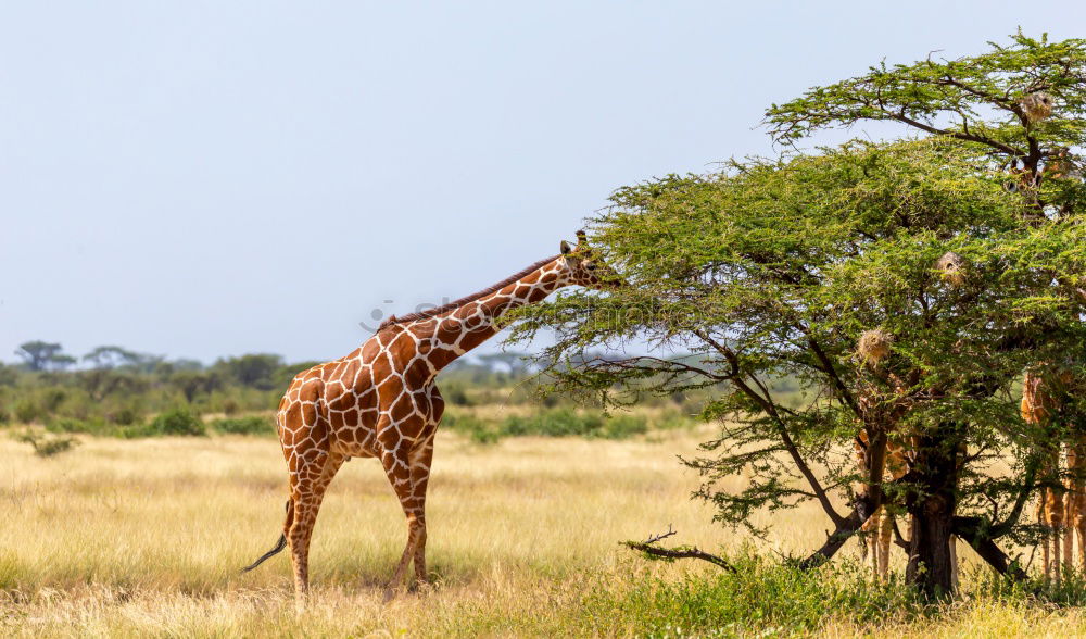 Similar – safari giraffe