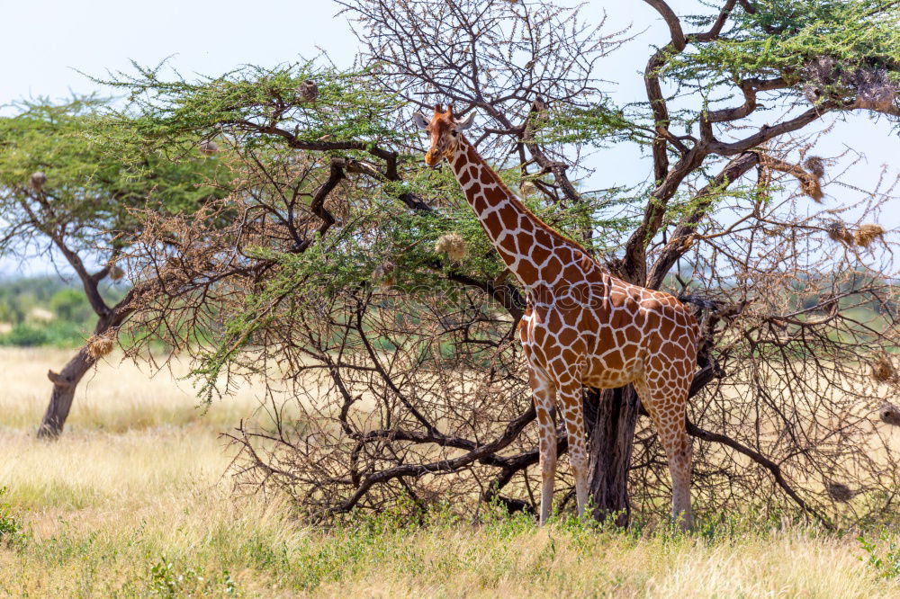 Similar – giraffes Safari Nature