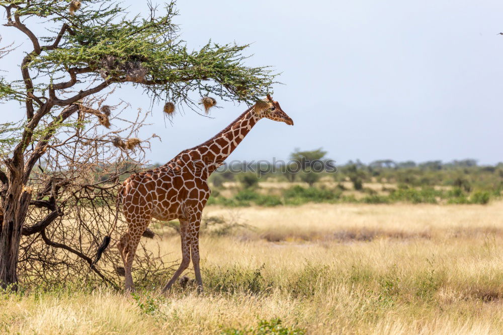 Similar – Giraffe in the Savannah