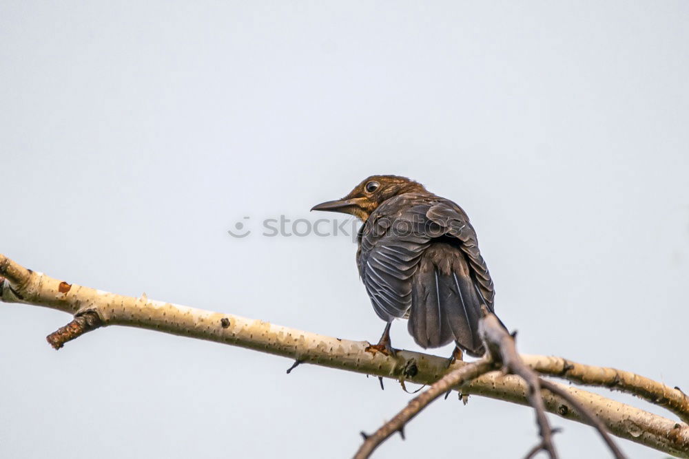 Image, Stock Photo Grey Bunting Environment