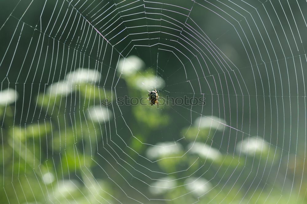 Similar – waiting loop Plant Animal