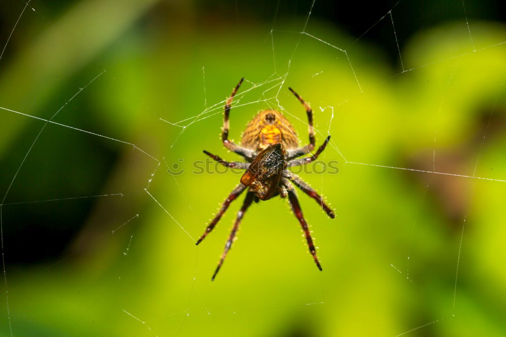 Similar – Image, Stock Photo Nursery Web Spider Sitting On Green Leaf In Garden