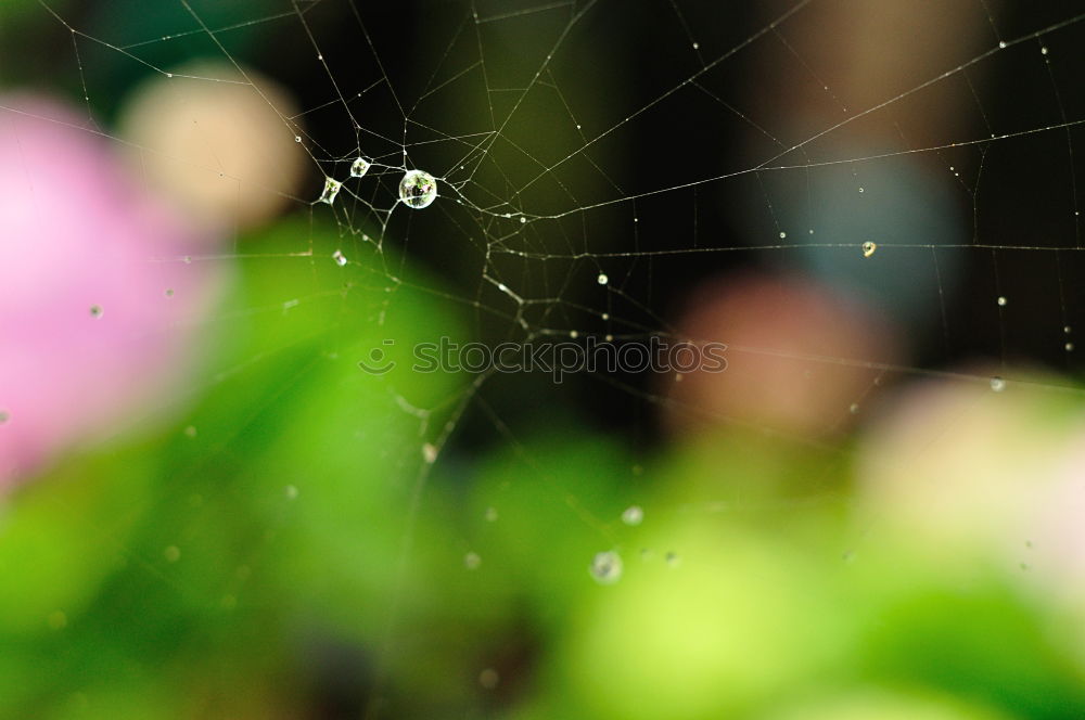 Similar – Image, Stock Photo departure brummer Garden