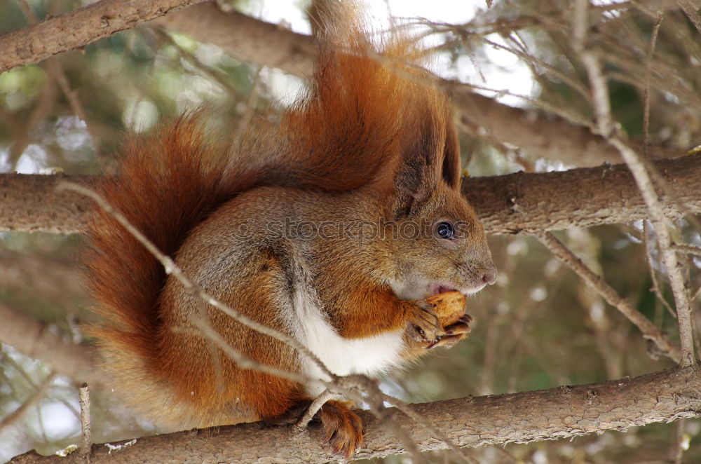 Similar – mampf Eichhörnchen Wald