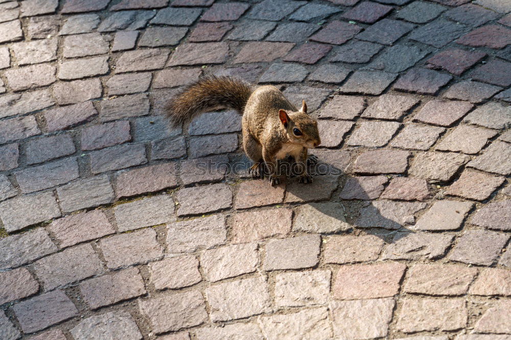 Similar – Squirrel Eichhörnchen Tier