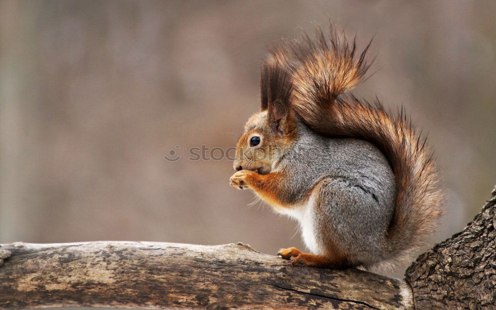 Similar – cute grey squirrel in the grass