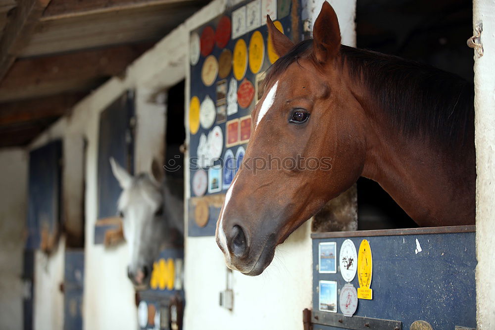 Similar – Image, Stock Photo Half Door Animal