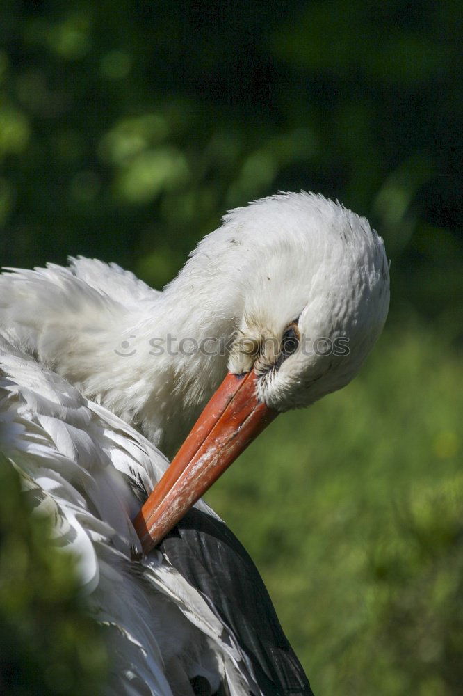 Similar – Young hen hunting