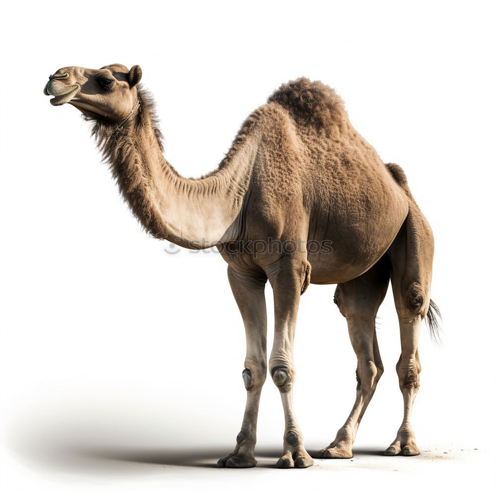 Similar – free dromedary near the sea