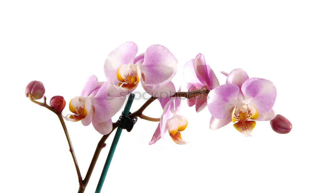 Similar – Image, Stock Photo orchid blossom Elegant