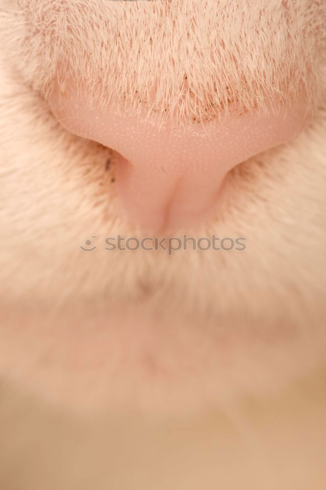 Similar – Image, Stock Photo freckles Cow Cattle Bull