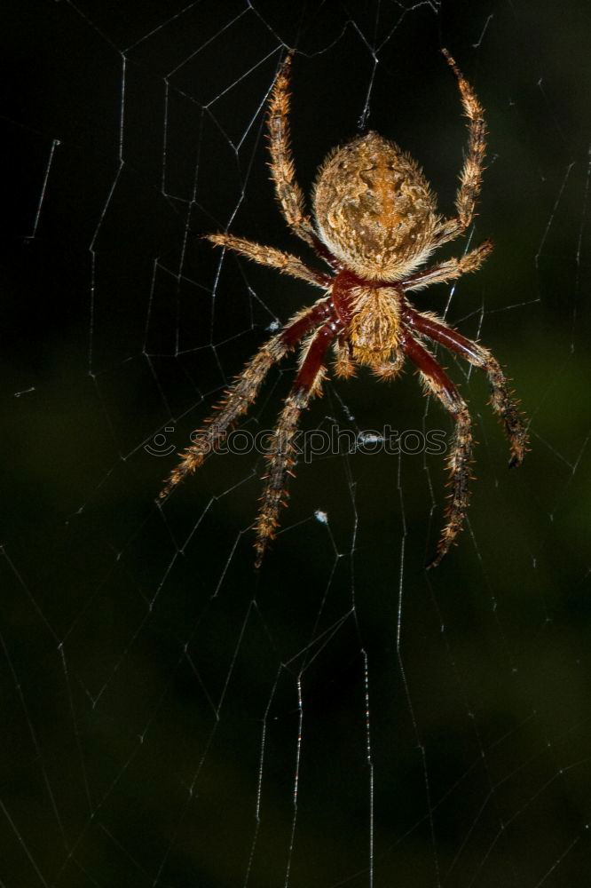 Similar – spider Spider Fir tree