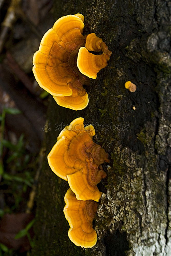 Similar – Image, Stock Photo Mushroom Impressions Tree