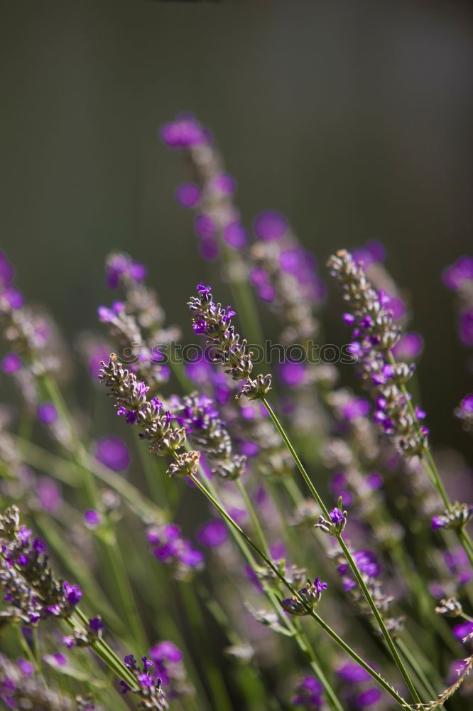 Similar – Salvia Flower Environment