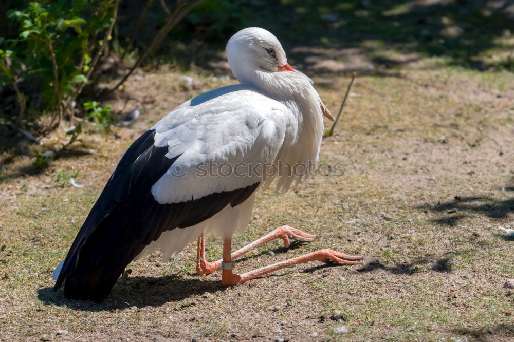 Similar – Foto Bild Ärgernis Möwe Silbermöwe