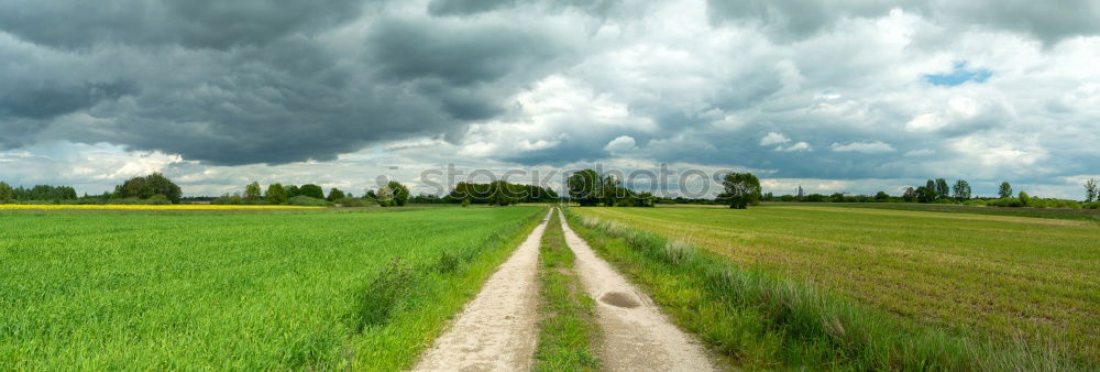 Similar – Foto Bild da sieht man den Wald vor lauter Bäumen nicht … hä?