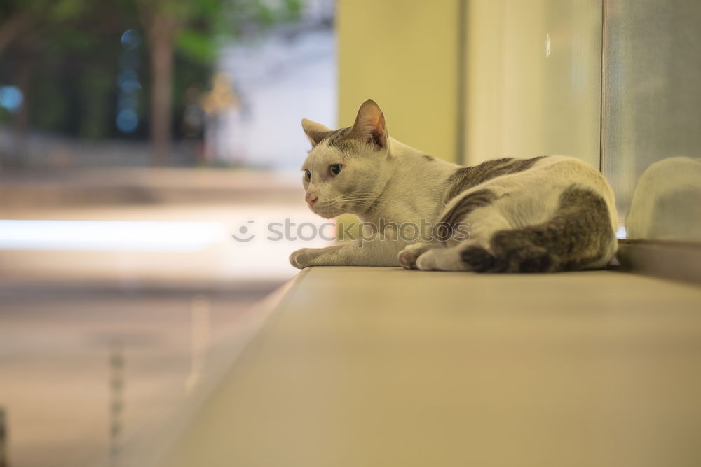 Similar – Image, Stock Photo Sleeping cat Relaxation