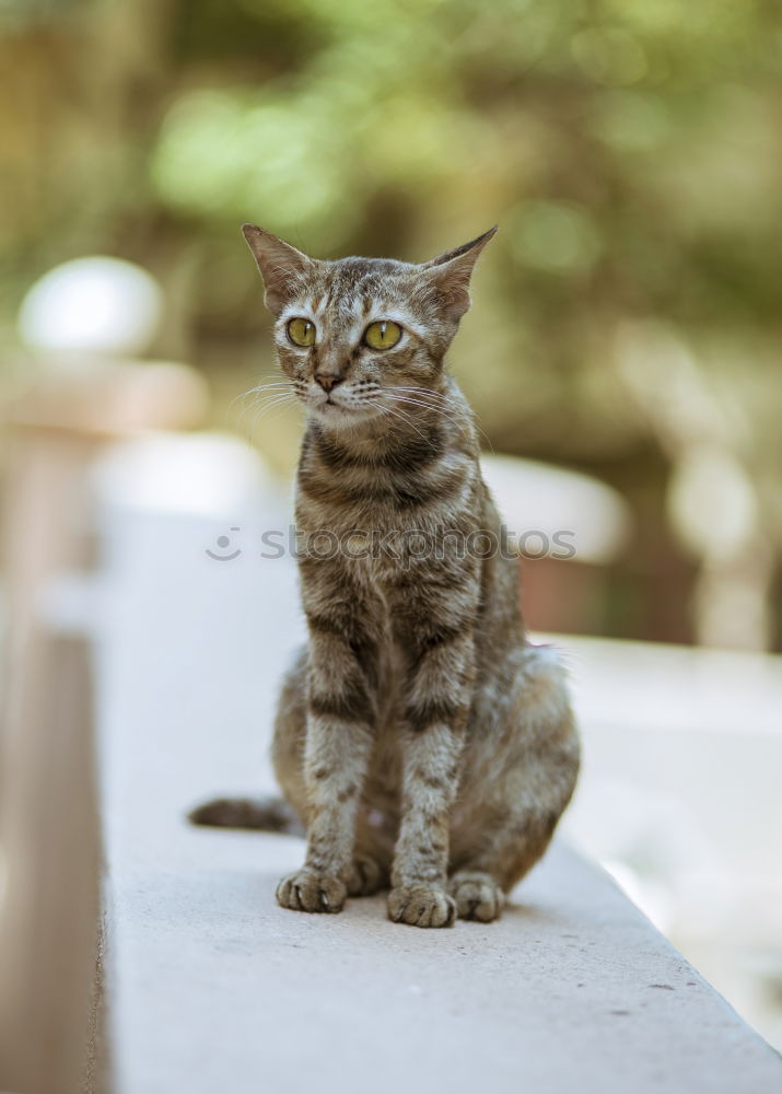 Similar – Image, Stock Photo Louise is lurking. Garden