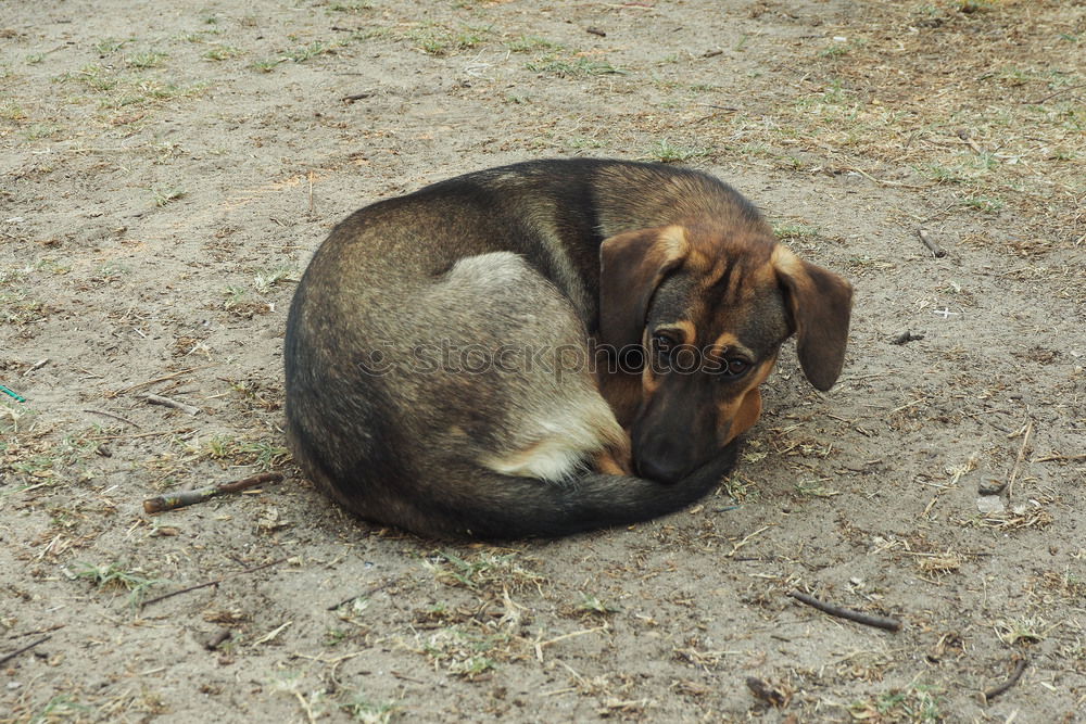 Similar – mimicry Earth Sand Animal