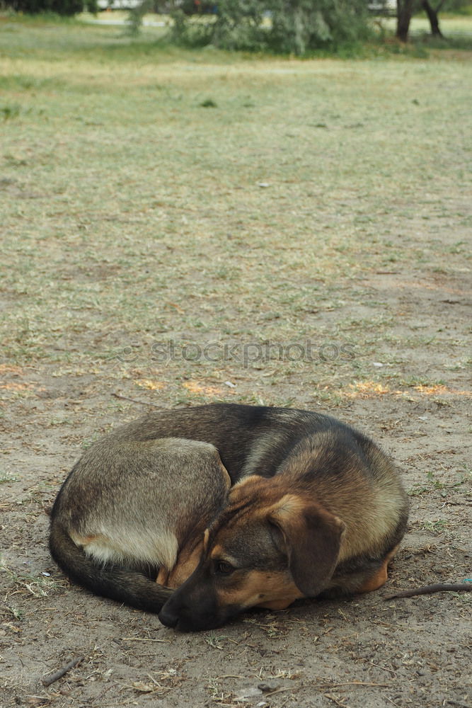 Similar – mimicry Earth Sand Animal