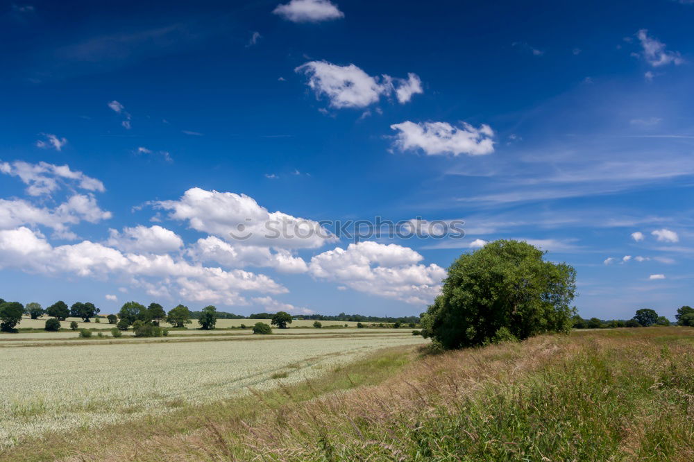 Field with trees near Rostock