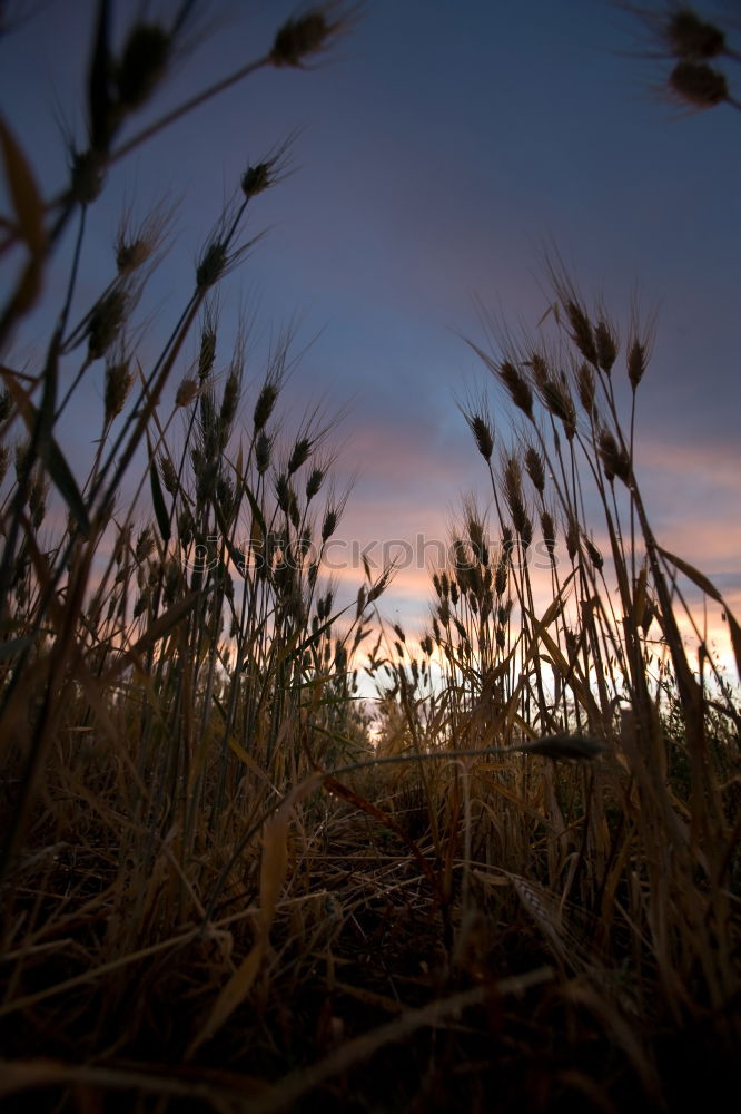 Similar – Image, Stock Photo summer-end mood Summer Sun