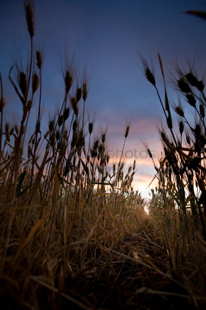 Similar – Image, Stock Photo summer-end mood Summer Sun