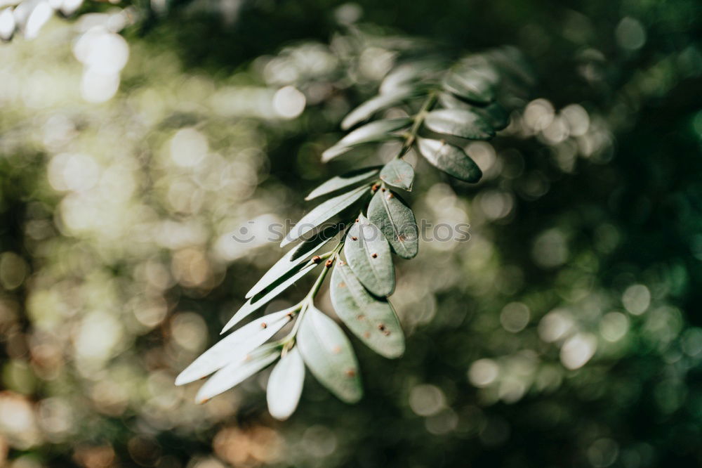 Similar – Image, Stock Photo Hands hold mint leaves