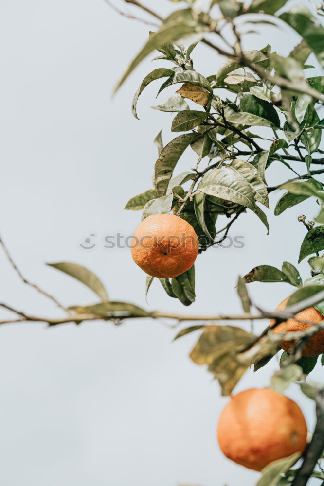 Similar – Image, Stock Photo SOUR MAKES FUN Fruit