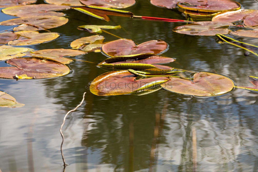 Similar – Im Brunnen Umwelt Natur