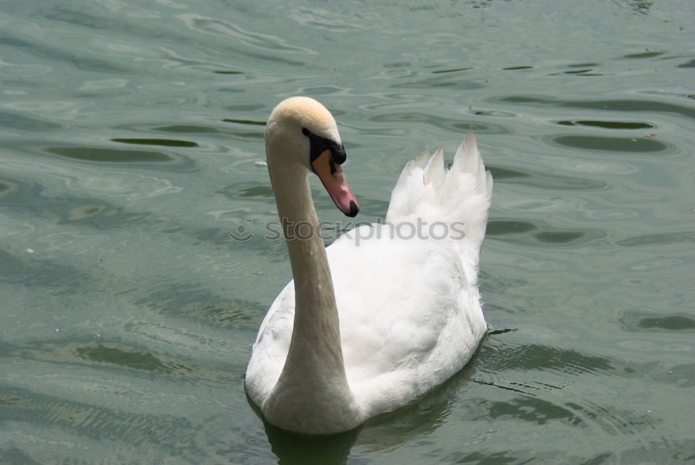 Similar – Schwanimsee Vogel Feder