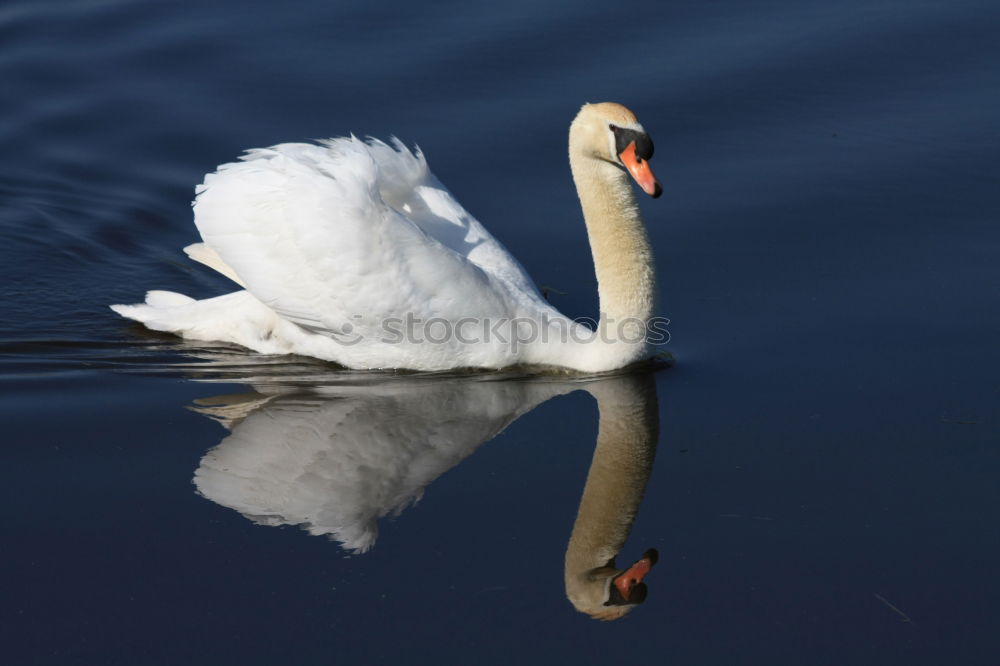 Similar – ::WEISS AUF BLAU:: Schwan