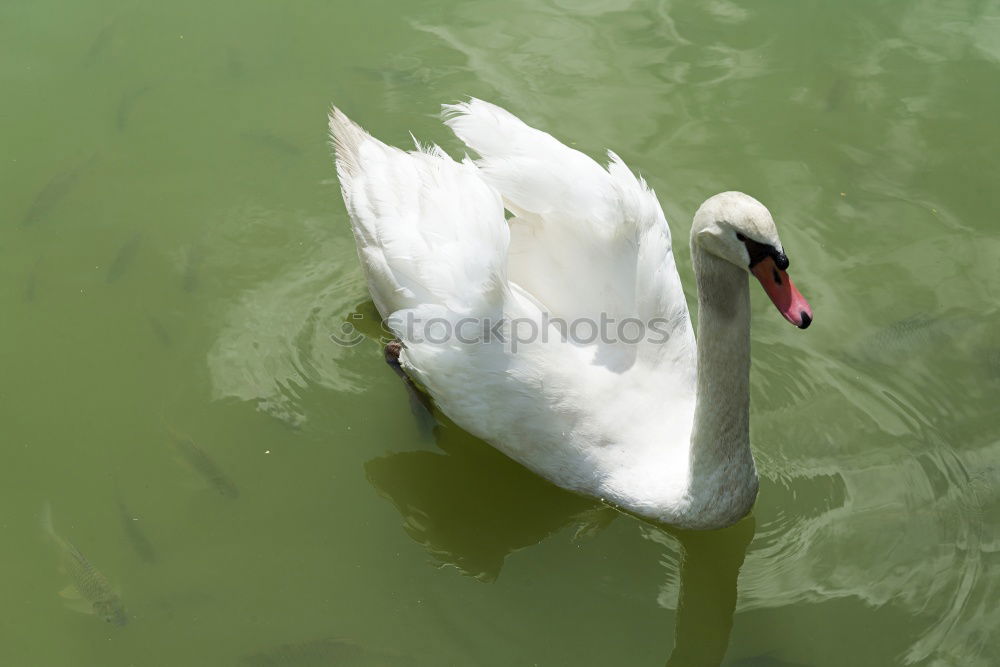 Similar – swan lake Environment