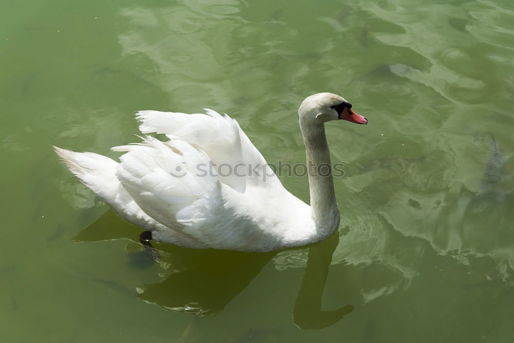 Similar – surfers Green Swan Waves