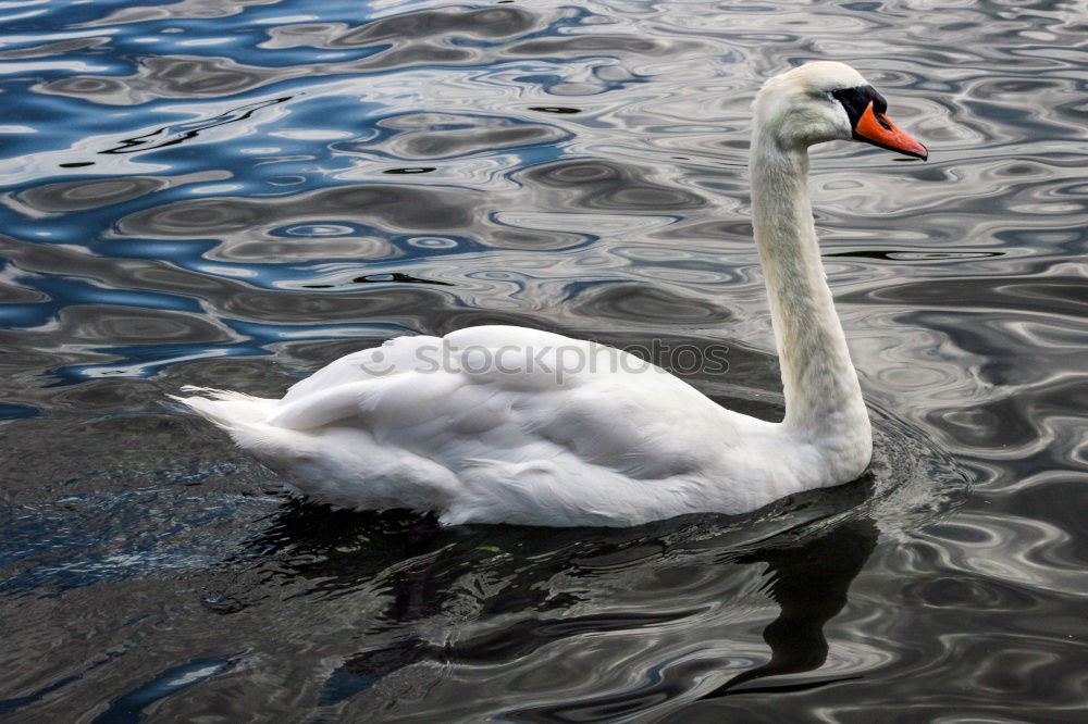 Similar – Image, Stock Photo swim high Green Swan Waves