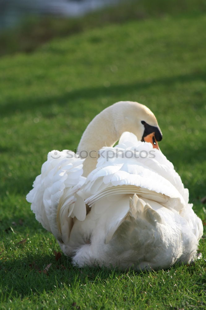 Similar – Image, Stock Photo autumn gull Seagull Bird