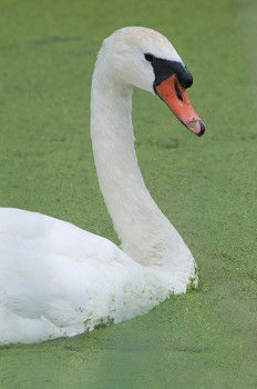 Similar – weißer Klecks auf grün