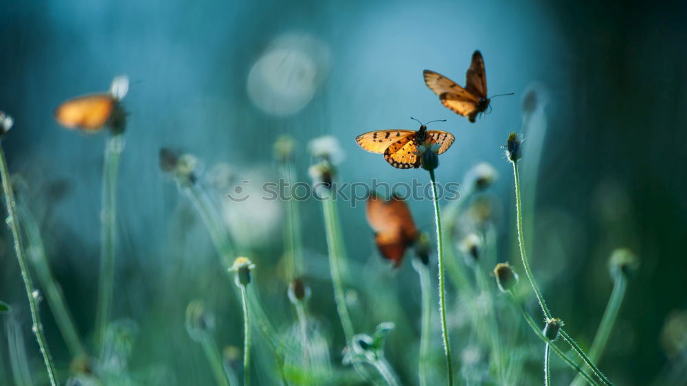 Similar – Brown forest bird in colourful meadow