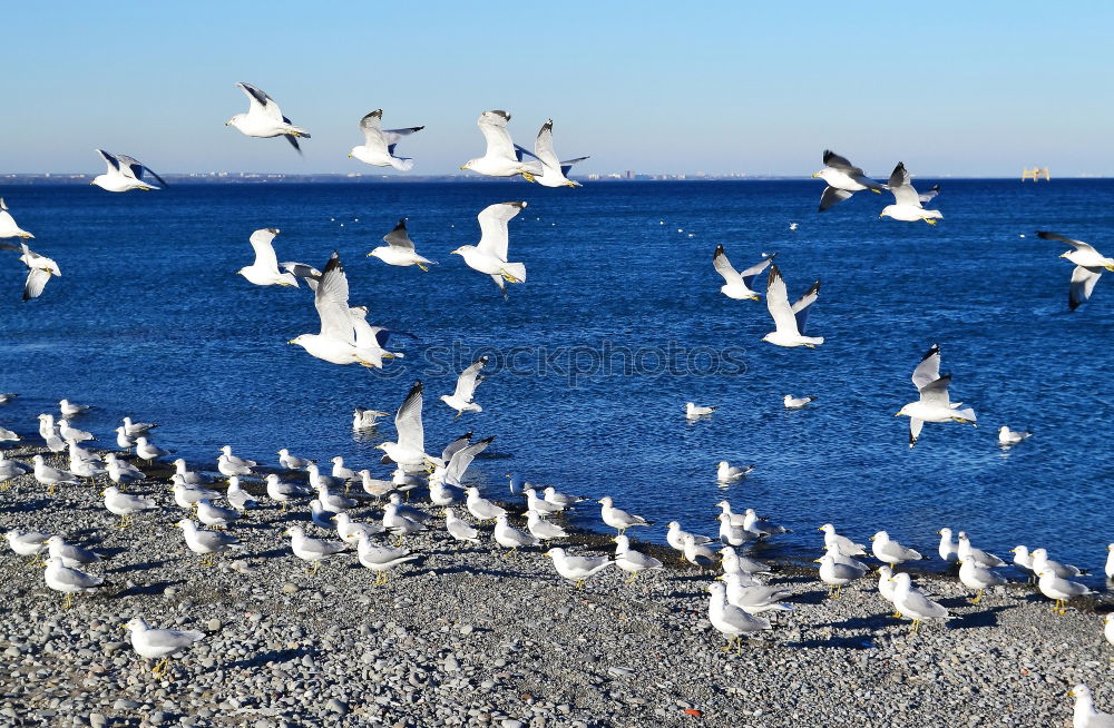 Similar – Foto Bild möwen 2 Möwe Vogel Strand