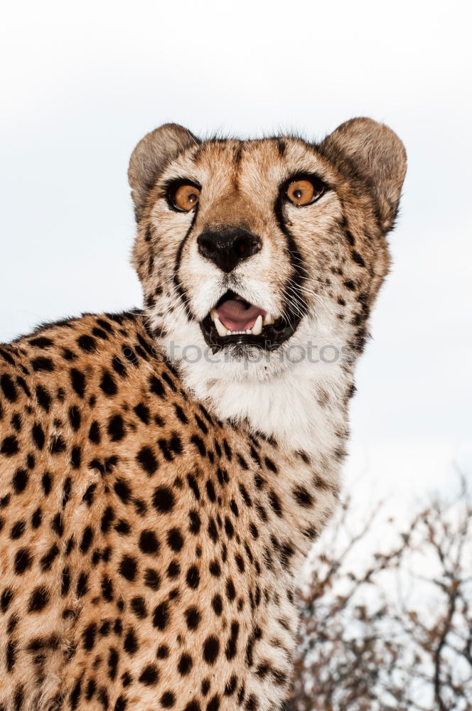 Similar – Close up front view portrait of cheetah looking at camera