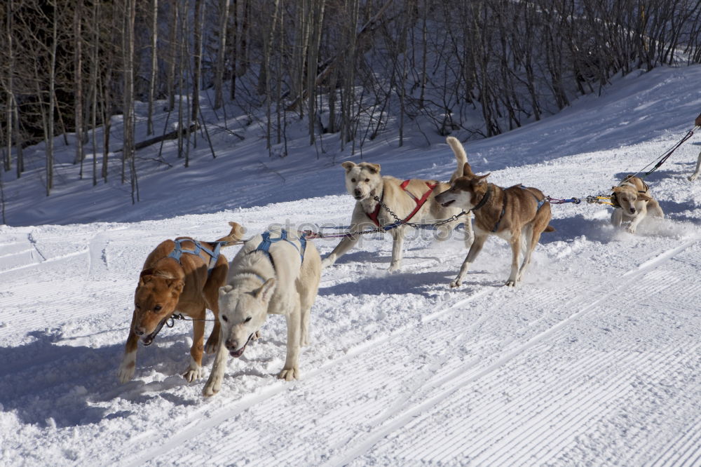 Similar – carriage ride Trip Winter