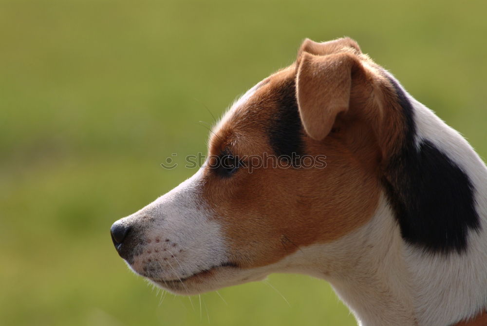 Similar – Dog on the grass in summer day. Jack russel terrier puppy portrait