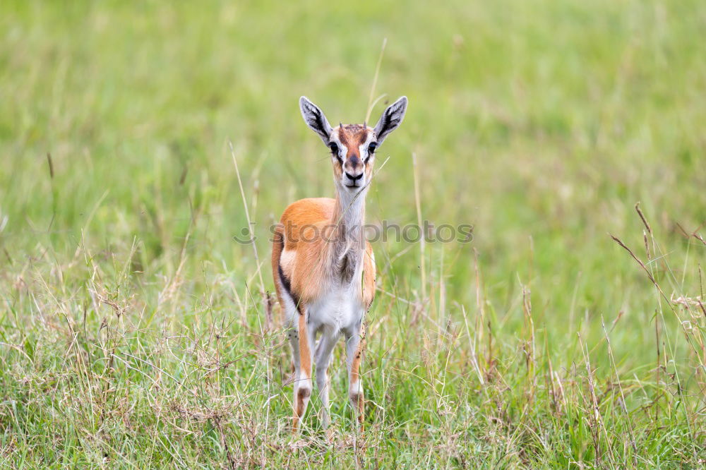 Similar – Image, Stock Photo summer shasi Field