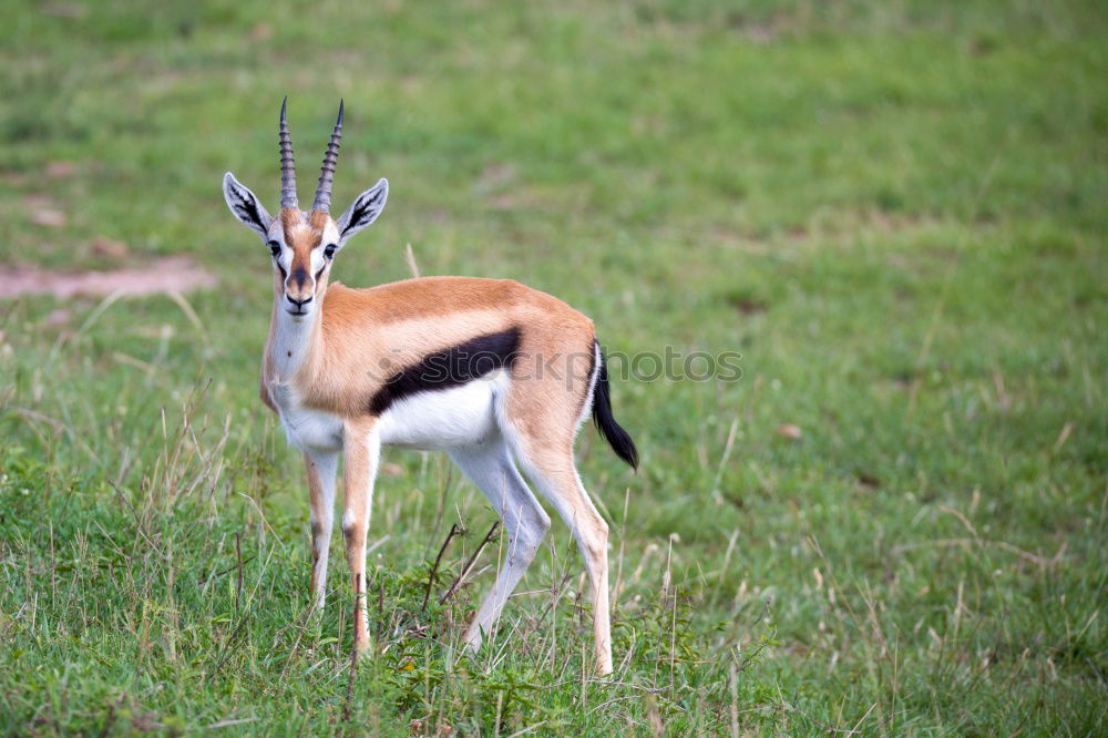 Similar – Image, Stock Photo inquisitiveness Meadow